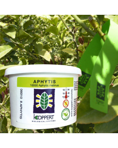 10000x avispas parásitas Aphytis melinus Koppert Aphytis (250ml)