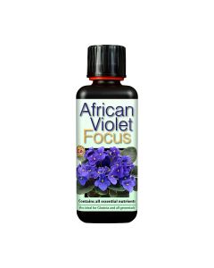 African Violet Focus 