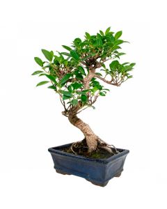 Ficus Retusa Bonsái asiático 8 años (tiesto 25cm)