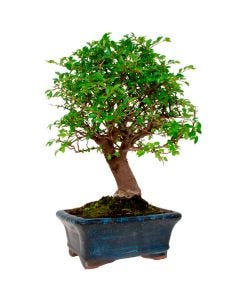 Ulmus Parvifolia / Zelkova Olmo chino Bonsái 5 años (tiesto 15cm)