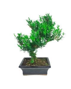 Buxus Sempervirens / Árbol de Boj europeo Bonsái 6 años (tiesto 20cm)
